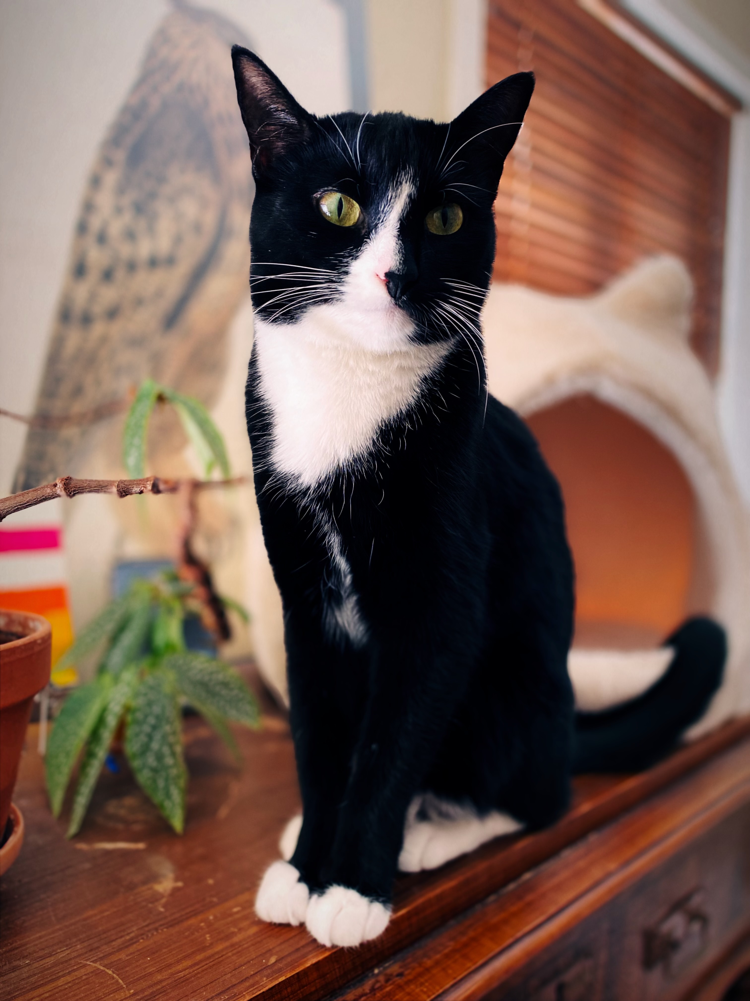 Mika, en svartvit katt i inomhusmiljö