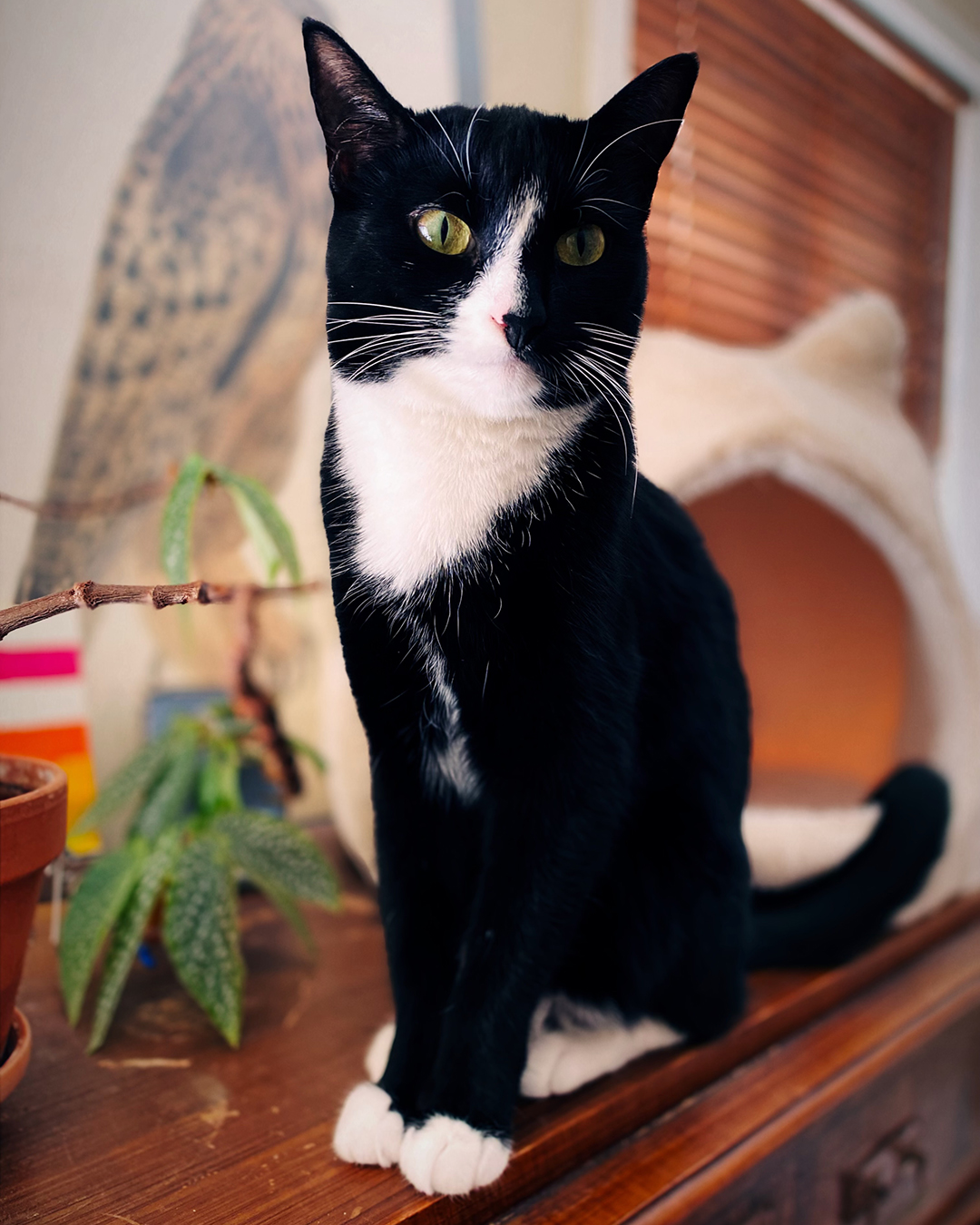 En svartvit katt med vita tassar och vit nos sitter på en träbyrå framför ett kattbo. Katten har ljusgröna ögon och tittar lite åt sidan.