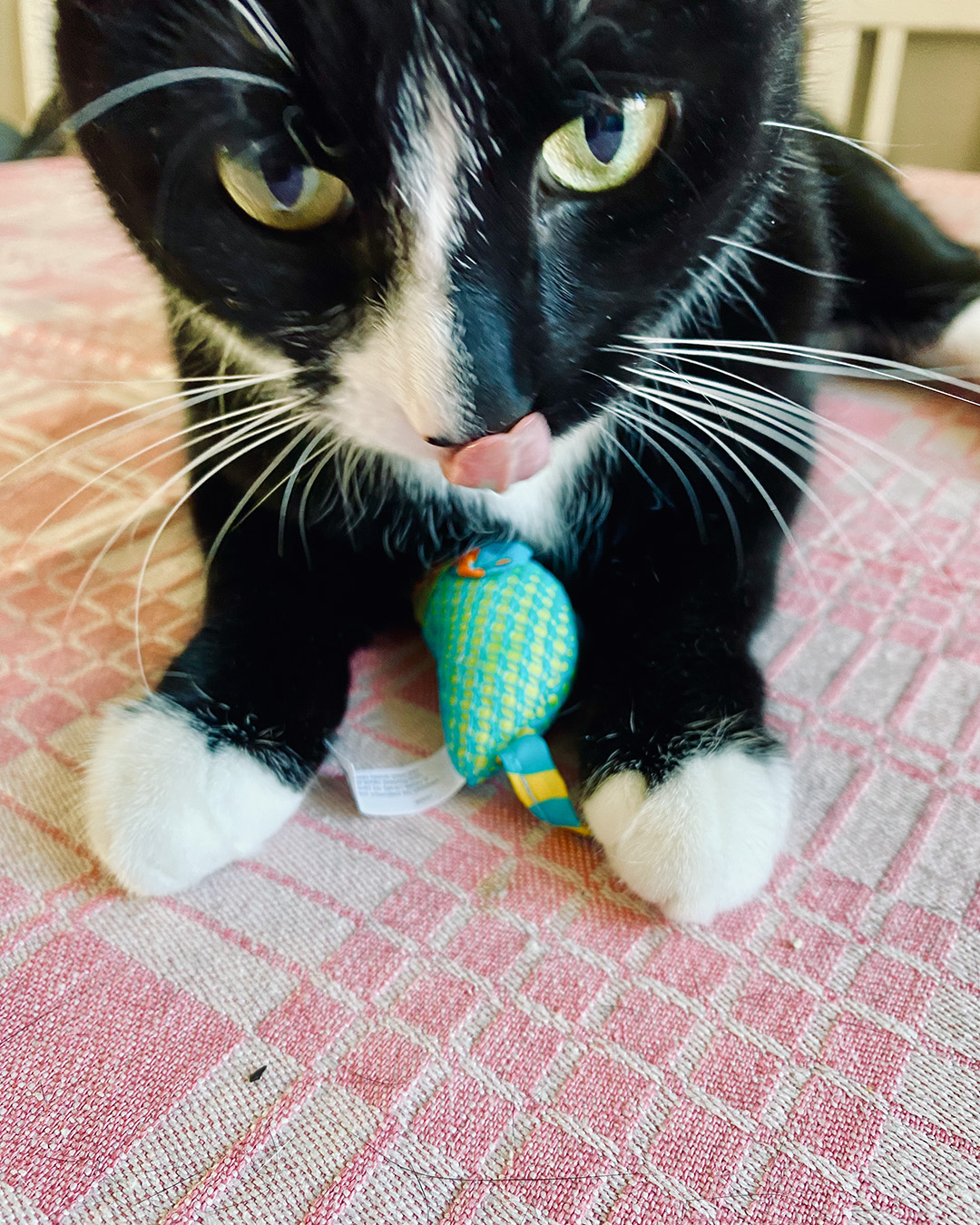 Närbild på en svartvit katt som ligger på en rosa duk med ett blått leksaksfisk i tassarna. Katten slickar sig om nosen.