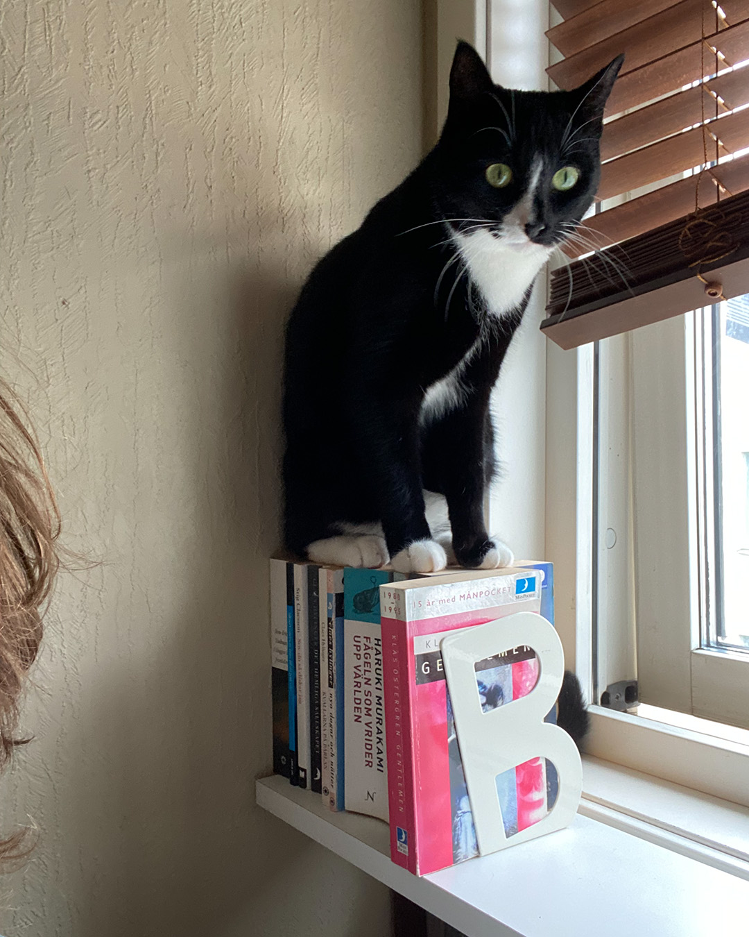 En svartvit katt står ovanpå en rad böcker i ett fönster, mellan persienner och en vägg. Katten tittar ut genom rummet med stora ögon.