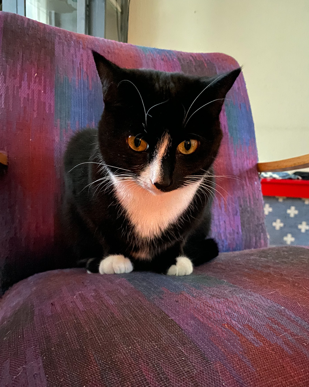 En svartvit katt sitter hopkurad på en lila-röd mönstrad fåtölj. Katten ser fokuserad ut och tittar rakt fram.