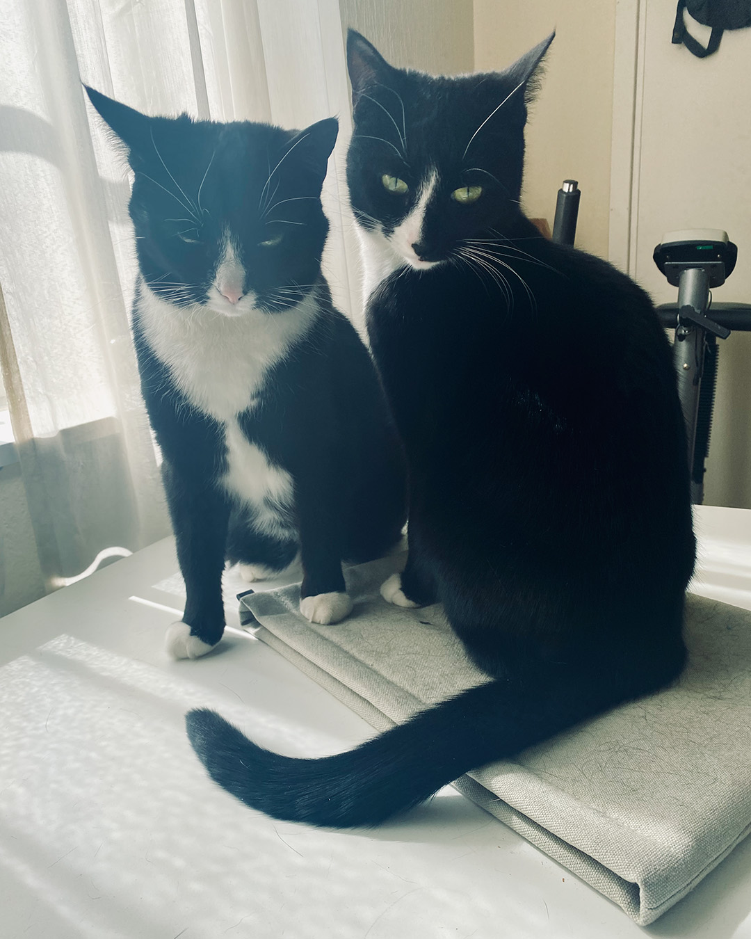 Två svartvita katter sitter tätt intill varandra på ett bord i motljus från ett fönster. Den ena katten blundar medan den andra tittar mot kameran.