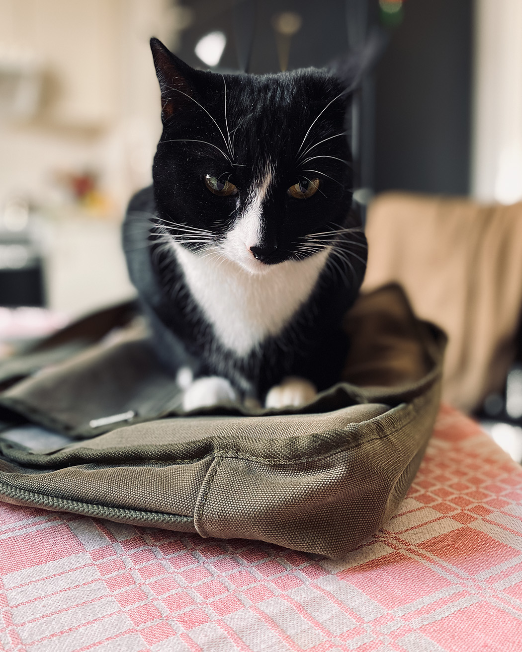 En svartvit katt sitter på en hopvikt tygväska på ett bord med röd- och vitrutigt mönster. Katten ser lugn ut och tittar nedåt.
